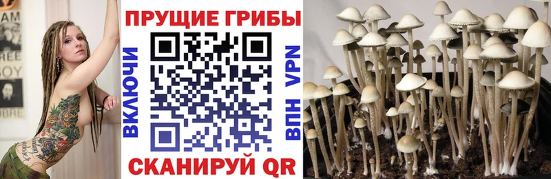 Галлюциногенные грибы Psilocybe  mega ONION  Боровск 